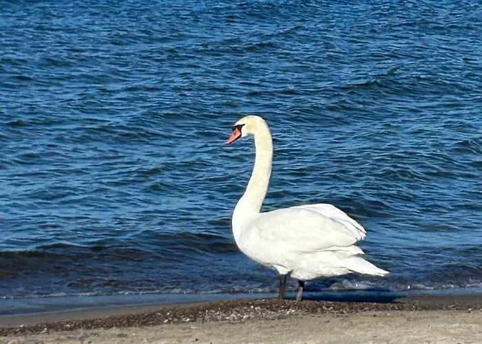 Letniskowe Rafa * Сарбиново